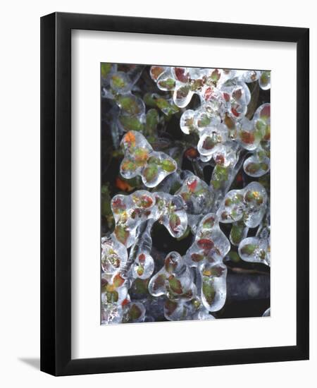 Azalea Plants Encased in Ice, Portland, Oregon, USA-Steve Terrill-Framed Photographic Print