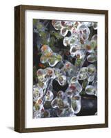 Azalea Plants Encased in Ice, Portland, Oregon, USA-Steve Terrill-Framed Photographic Print