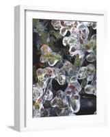 Azalea Plants Encased in Ice, Portland, Oregon, USA-Steve Terrill-Framed Photographic Print