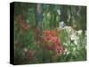 Azalea Reflection in Pond, Georgia, USA-Nancy Rotenberg-Stretched Canvas