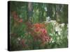 Azalea Reflection in Pond, Georgia, USA-Nancy Rotenberg-Stretched Canvas