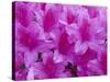 Azalea Rhododendron-Daisy Gilardini-Stretched Canvas