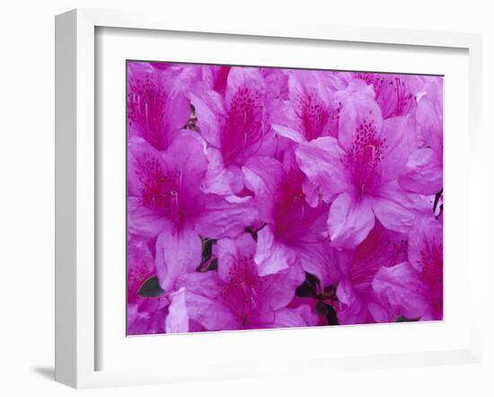 Azalea Rhododendron-Daisy Gilardini-Framed Premium Photographic Print