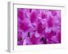 Azalea Rhododendron-Daisy Gilardini-Framed Premium Photographic Print