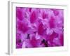 Azalea Rhododendron-Daisy Gilardini-Framed Photographic Print