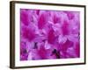 Azalea Rhododendron-Daisy Gilardini-Framed Photographic Print