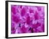 Azalea Rhododendron-Daisy Gilardini-Framed Photographic Print