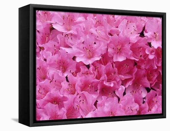 Azalea Rhododendron-Daisy Gilardini-Framed Stretched Canvas