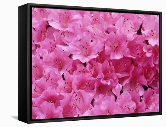 Azalea Rhododendron-Daisy Gilardini-Framed Stretched Canvas