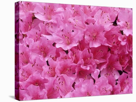 Azalea Rhododendron-Daisy Gilardini-Stretched Canvas