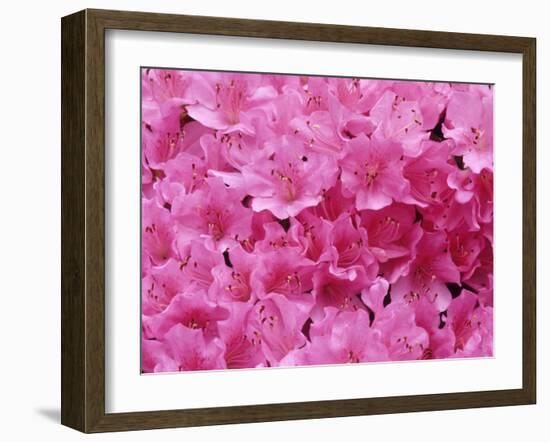 Azalea Rhododendron-Daisy Gilardini-Framed Premium Photographic Print