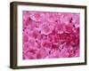 Azalea Rhododendron-Daisy Gilardini-Framed Premium Photographic Print