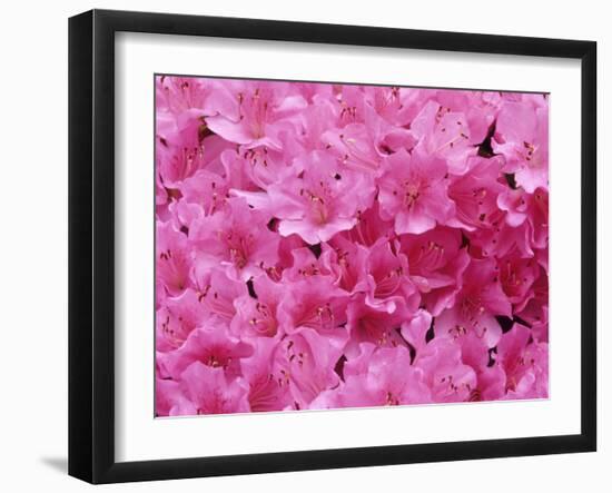 Azalea Rhododendron-Daisy Gilardini-Framed Premium Photographic Print