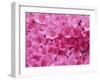 Azalea Rhododendron-Daisy Gilardini-Framed Premium Photographic Print