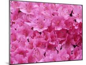 Azalea Rhododendron-Daisy Gilardini-Mounted Premium Photographic Print