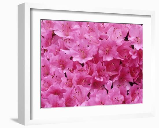 Azalea Rhododendron-Daisy Gilardini-Framed Photographic Print