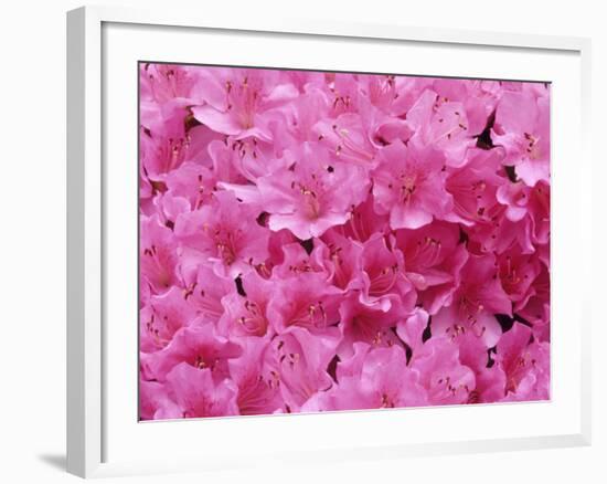 Azalea Rhododendron-Daisy Gilardini-Framed Photographic Print