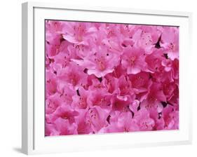 Azalea Rhododendron-Daisy Gilardini-Framed Photographic Print