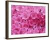 Azalea Rhododendron-Daisy Gilardini-Framed Photographic Print