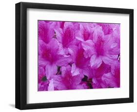 Azalea Rhododendron-Daisy Gilardini-Framed Photographic Print