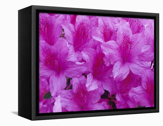 Azalea Rhododendron-Daisy Gilardini-Framed Stretched Canvas