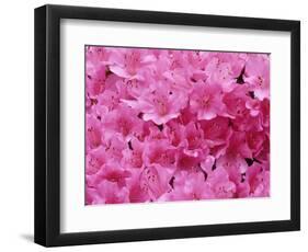 Azalea Rhododendron-Daisy Gilardini-Framed Photographic Print