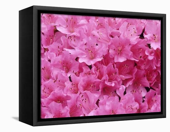 Azalea Rhododendron-Daisy Gilardini-Framed Stretched Canvas