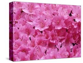 Azalea Rhododendron-Daisy Gilardini-Stretched Canvas