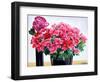 Azalea Rose-Christopher Ryland-Framed Giclee Print