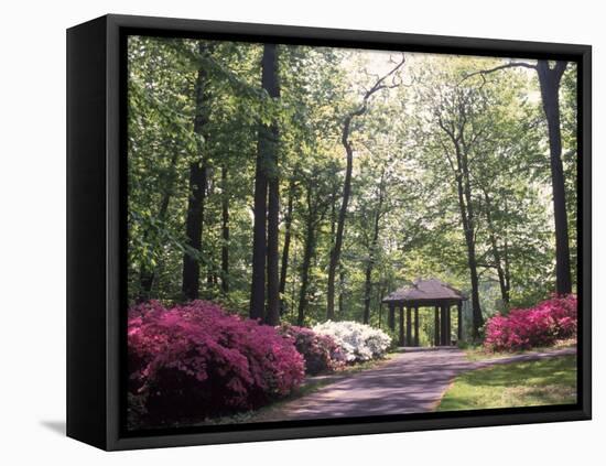 Azalea Way, Botanical Gardens, Bronx, NY-Lauree Feldman-Framed Stretched Canvas