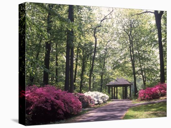 Azalea Way, Botanical Gardens, Bronx, NY-Lauree Feldman-Stretched Canvas