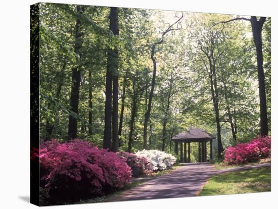 Azalea Way, Botanical Gardens, Bronx, NY-Lauree Feldman-Stretched Canvas