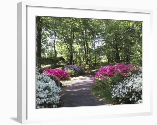 Azalea Way, Botanical Gardens, Bronx, NY-Lauree Feldman-Framed Photographic Print