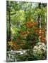 Azalea Way, Botanical Gardens, Bronx, NY-Lauree Feldman-Mounted Photographic Print