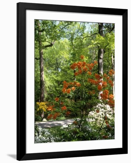 Azalea Way, Botanical Gardens, Bronx, NY-Lauree Feldman-Framed Photographic Print