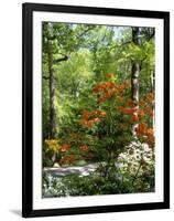 Azalea Way, Botanical Gardens, Bronx, NY-Lauree Feldman-Framed Photographic Print