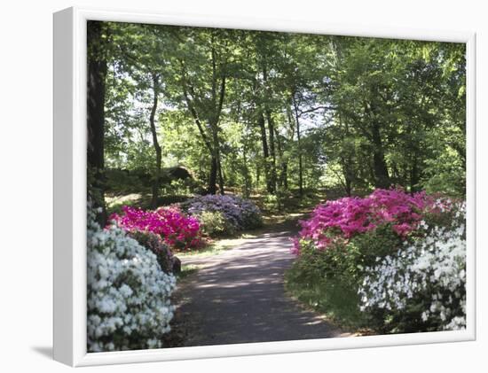 Azalea Way, Botanical Gardens, Bronx, NY-Lauree Feldman-Framed Photographic Print