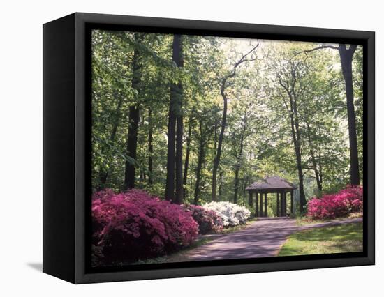 Azalea Way, Botanical Gardens, Bronx, NY-Lauree Feldman-Framed Stretched Canvas