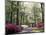 Azalea Way, Botanical Gardens, Bronx, NY-Lauree Feldman-Mounted Photographic Print