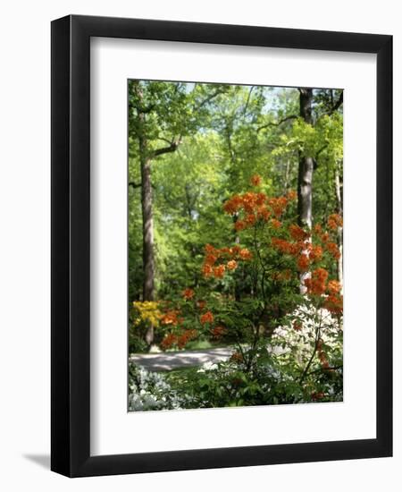 Azalea Way, Botanical Gardens, Bronx, NY-Lauree Feldman-Framed Photographic Print