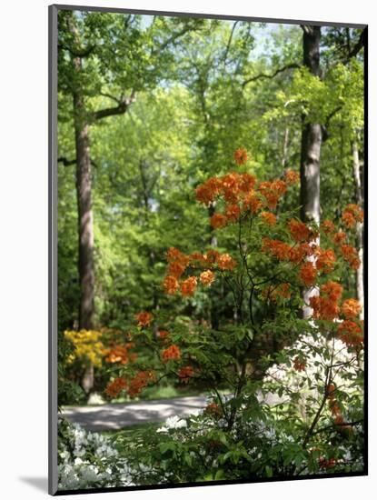 Azalea Way, Botanical Gardens, Bronx, NY-Lauree Feldman-Mounted Photographic Print