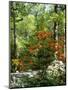 Azalea Way, Botanical Gardens, Bronx, NY-Lauree Feldman-Mounted Photographic Print