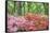 Azalea Woods, Winterthur, Delaware, USA-Lisa S. Engelbrecht-Framed Stretched Canvas