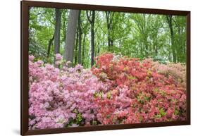 Azalea Woods, Winterthur, Delaware, USA-Lisa S. Engelbrecht-Framed Photographic Print