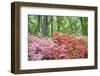 Azalea Woods, Winterthur, Delaware, USA-Lisa S. Engelbrecht-Framed Photographic Print