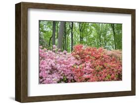 Azalea Woods, Winterthur, Delaware, USA-Lisa S. Engelbrecht-Framed Photographic Print