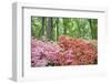 Azalea Woods, Winterthur, Delaware, USA-Lisa S. Engelbrecht-Framed Photographic Print