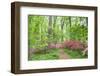 Azalea Woods, Winterthur, Delaware, Usa-Lisa S. Engelbrecht-Framed Photographic Print