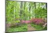 Azalea Woods, Winterthur, Delaware, Usa-Lisa S. Engelbrecht-Mounted Photographic Print