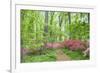 Azalea Woods, Winterthur, Delaware, Usa-Lisa S. Engelbrecht-Framed Premium Photographic Print